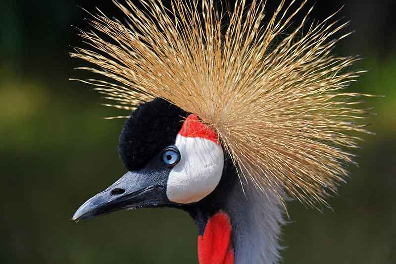 Grey-Crowned Crane