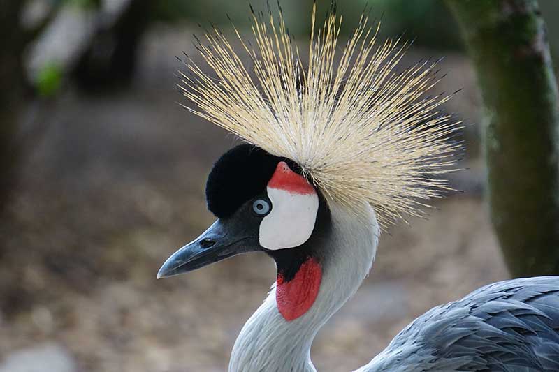 Grey Crowned Crane