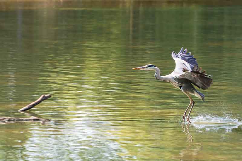 Grey Heron