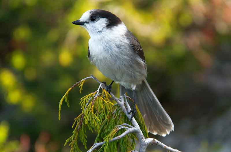 Grey Jay