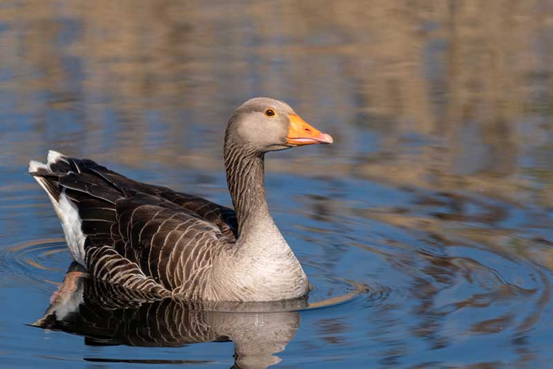 Greylag Goose
