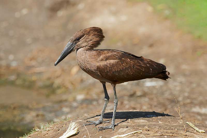 Hamerkop