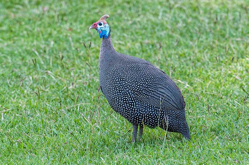Helmeted Guineafowl