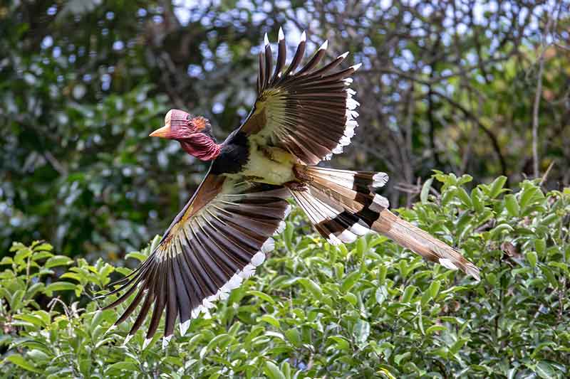 Helmeted Hornbill