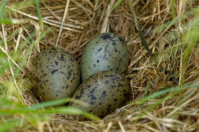 Herring Gull Eggs