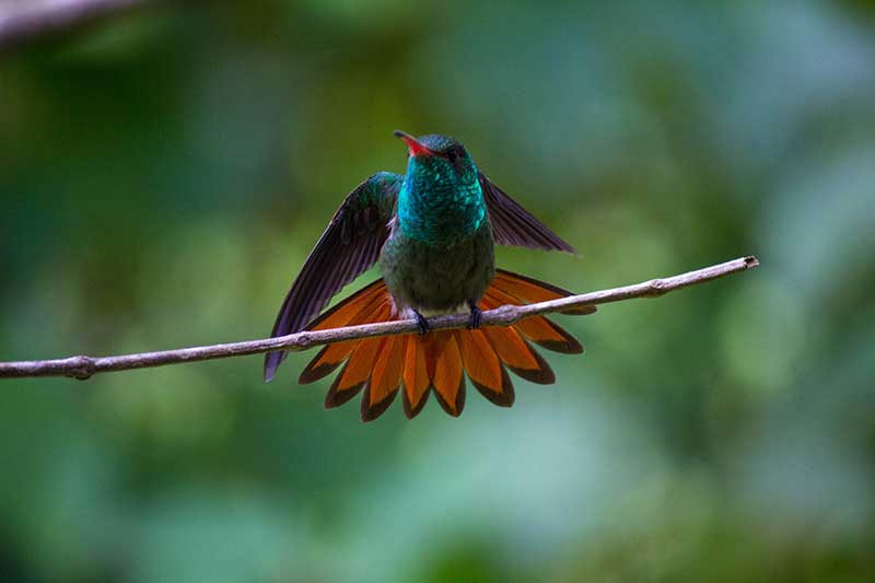 Honduran Emerald