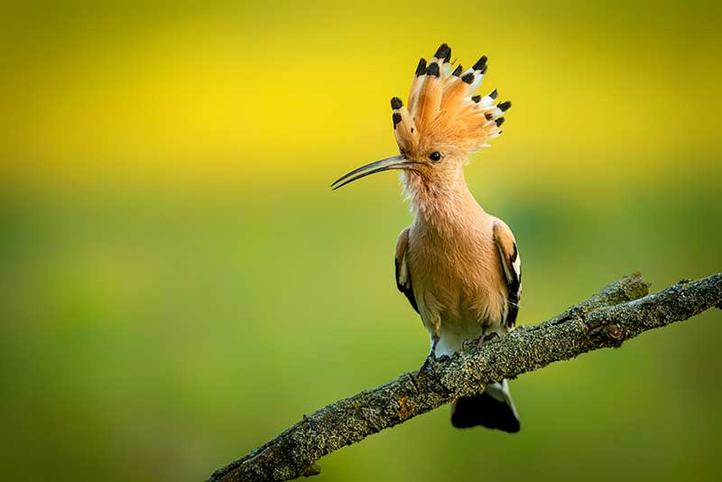 Hoopoe