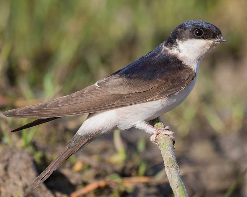 House Martin