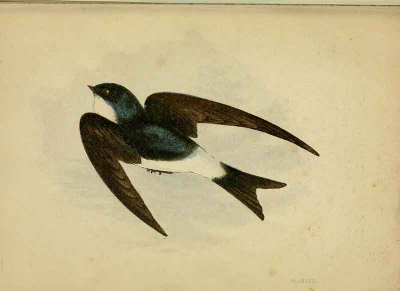 House Martin