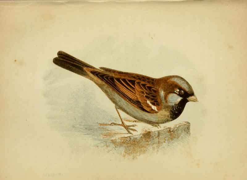 House Sparrow