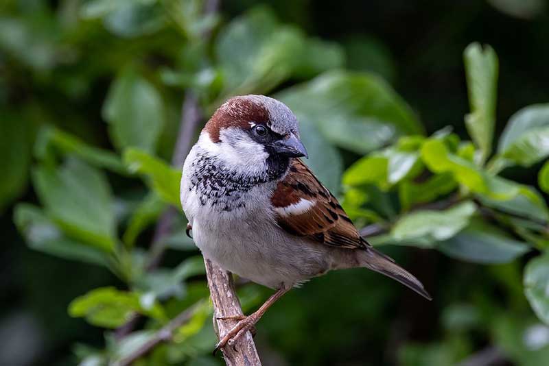 House Sparrow