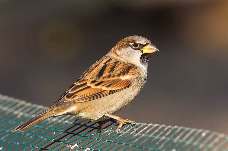 House Sparrow