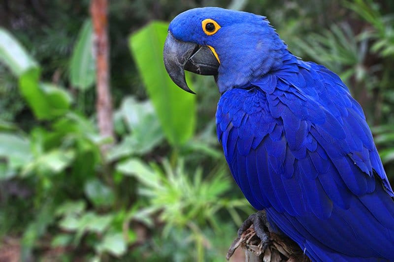 Hyacinth Macaw