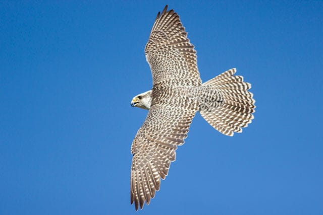 Icelandic Falcon