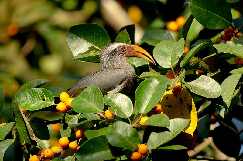 Indian Grey Hornbill