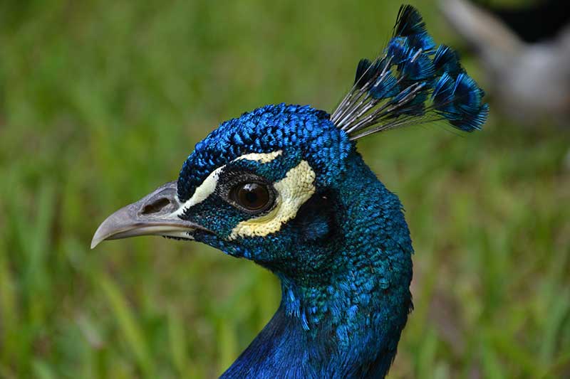 Indian Peafowl