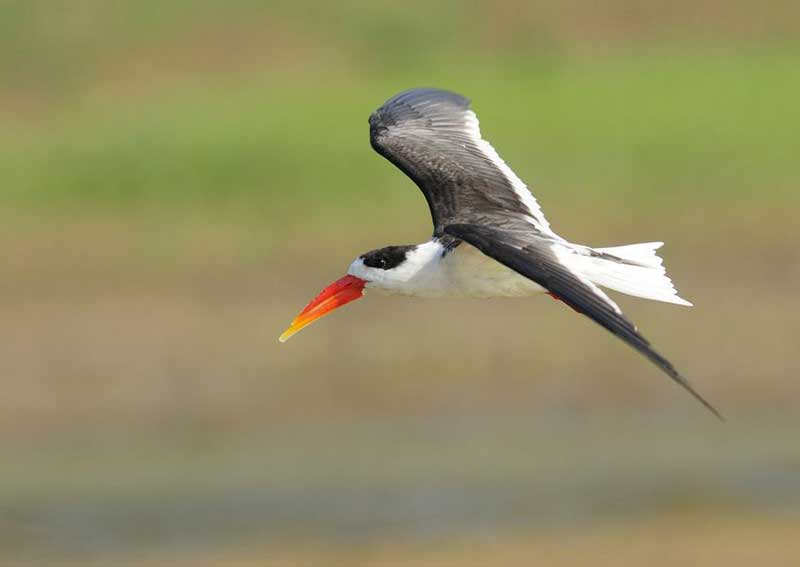 Indian Skimmer