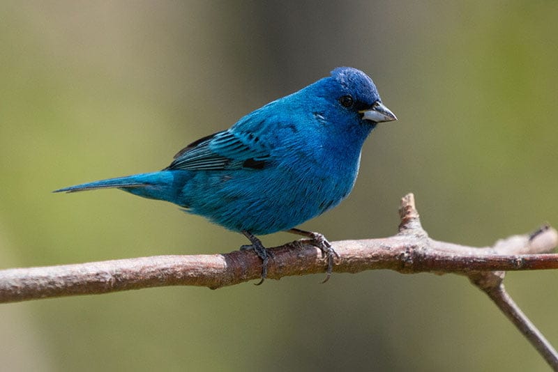 Indigo Bunting