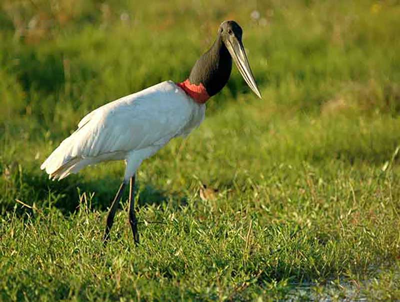 Jabiru