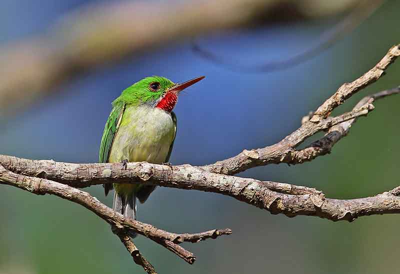 Jamaican Tody