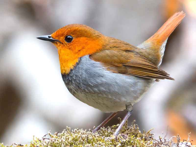 Japanese Robin