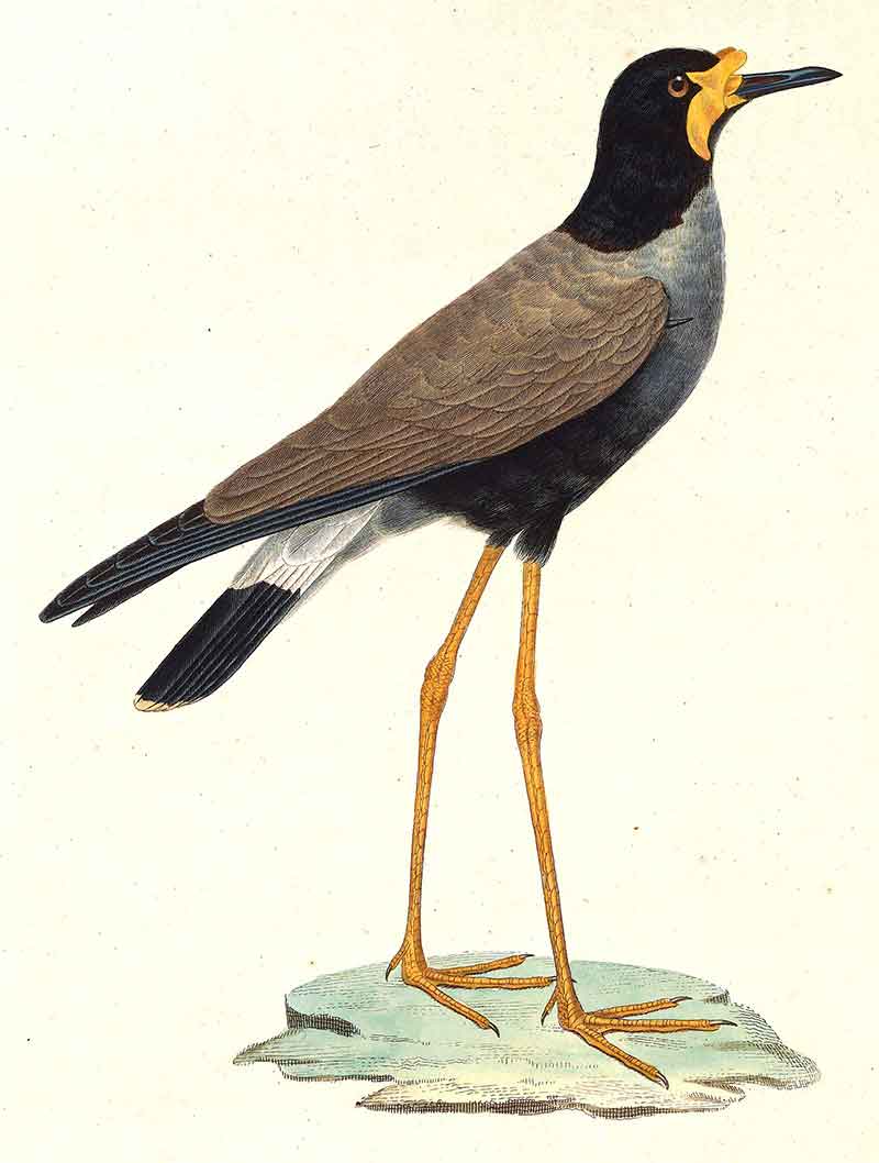 Javan Lapwing