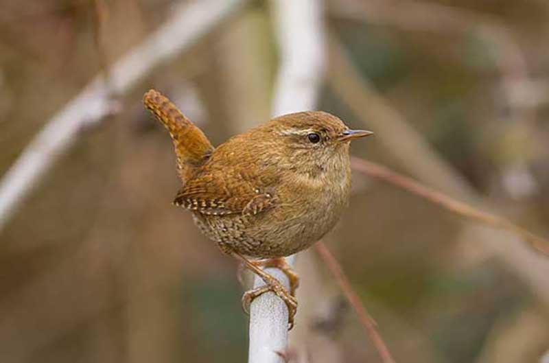 Jenny Wren