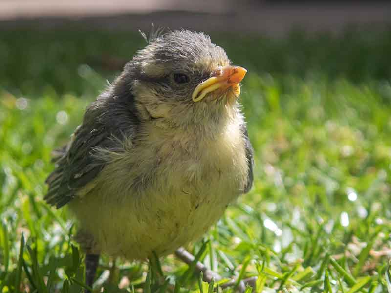 Juvenile Blue Tit