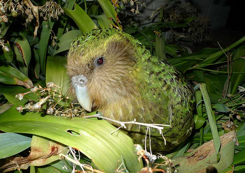 Kakapo