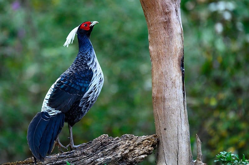 Kalij Pheasant
