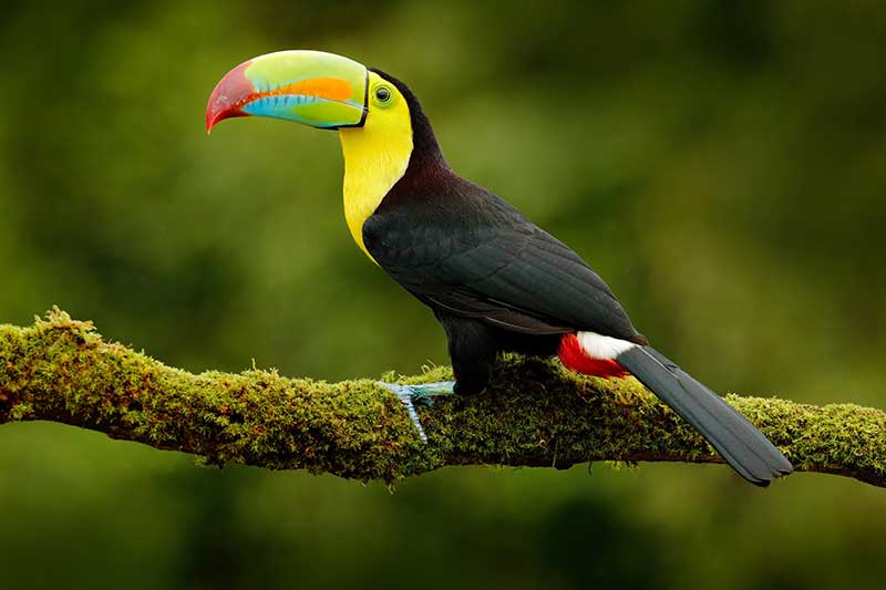 Keel-Billed Toucan