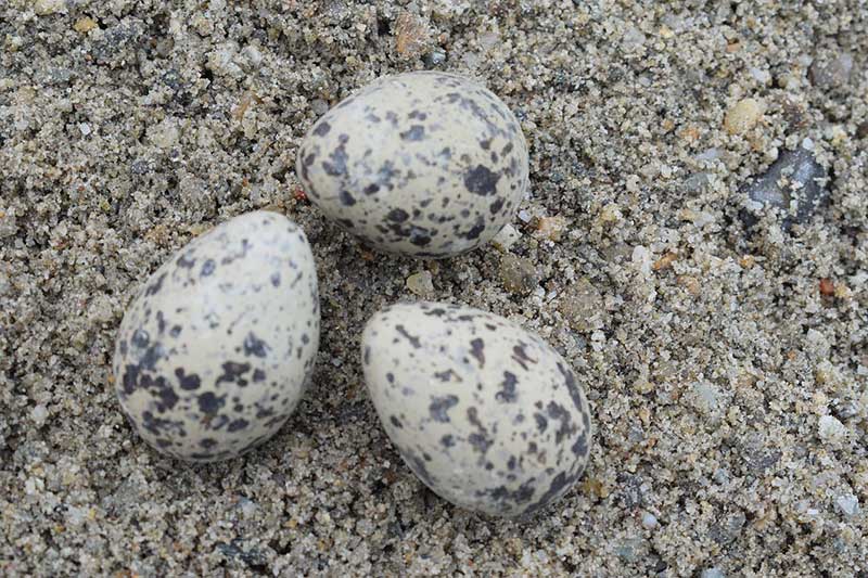 Killdeer Eggs