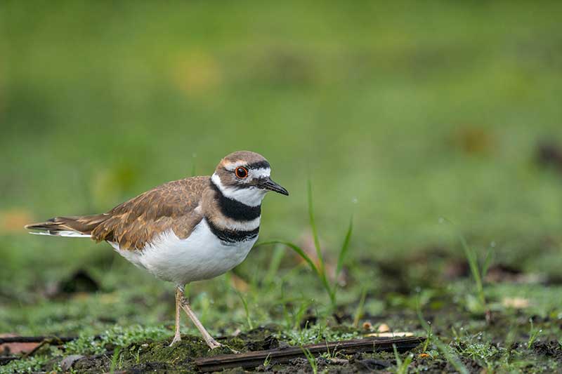 Killdeer