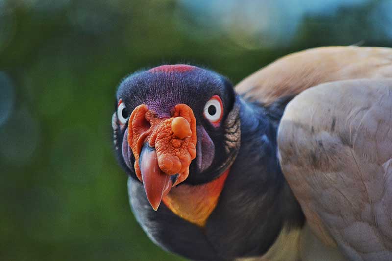 King Vulture