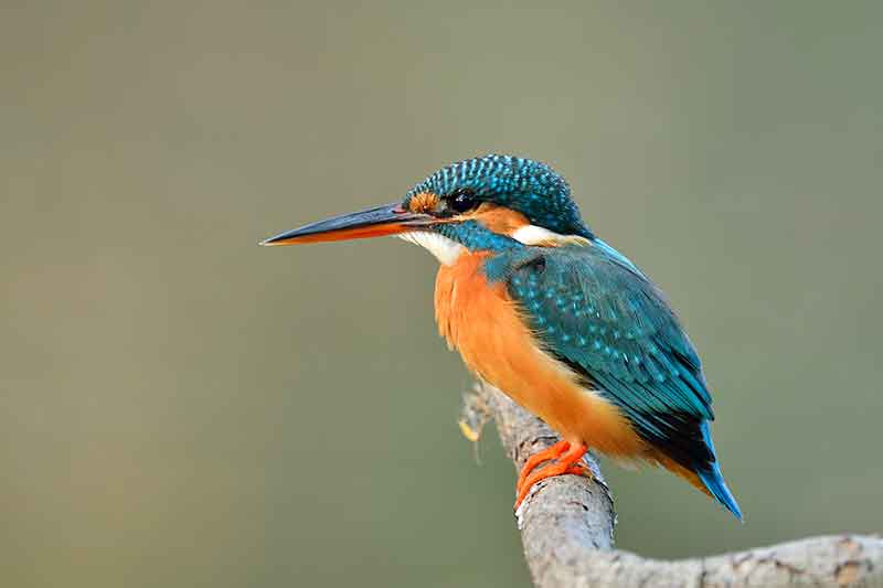 Kingfisher