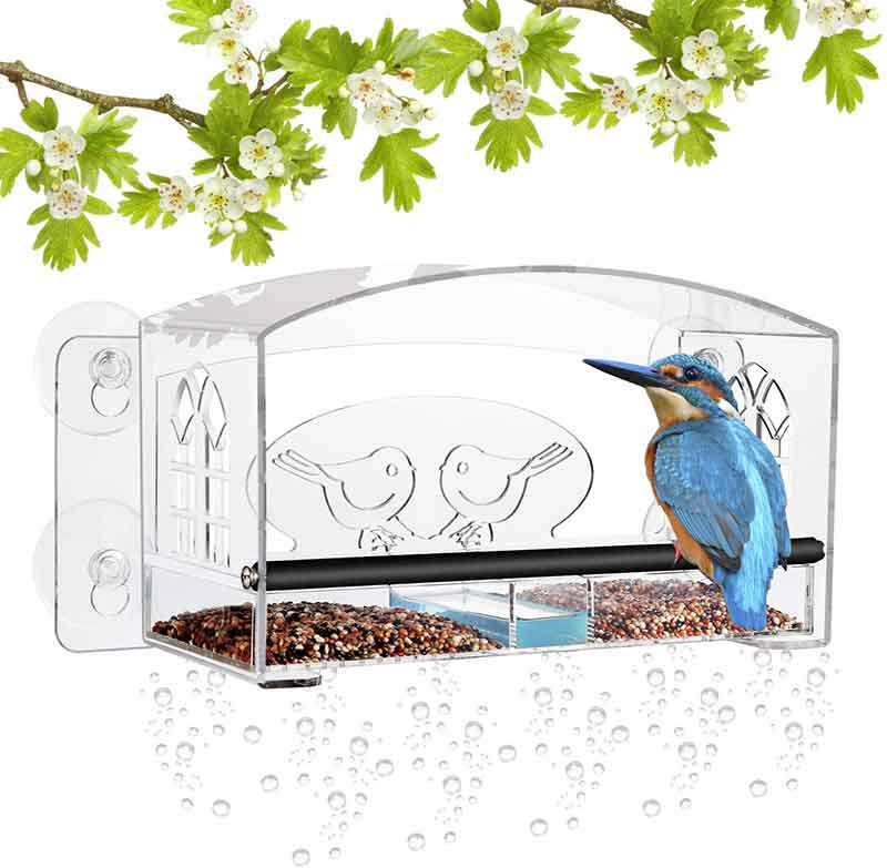 Kingfisher At Bird Feeder