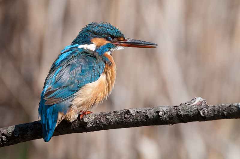 Kingfisher Nictitating Membrane
