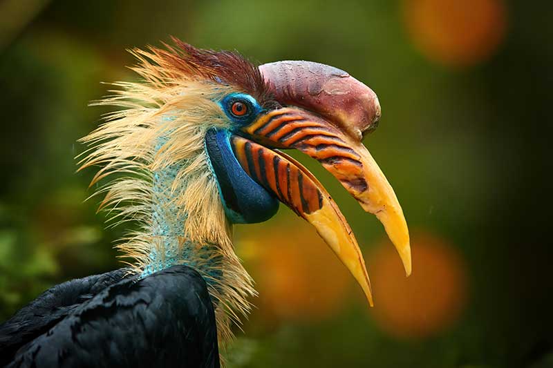 Knobbed Hornbill
