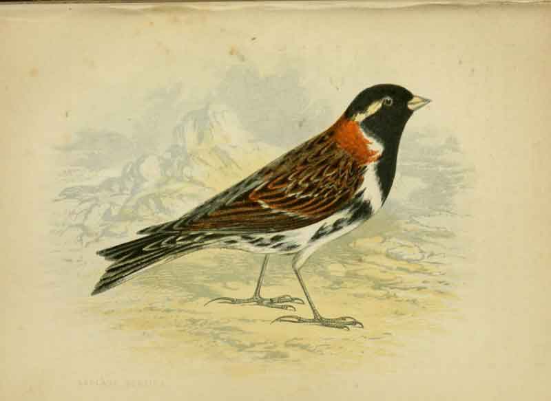 Lapland Bunting