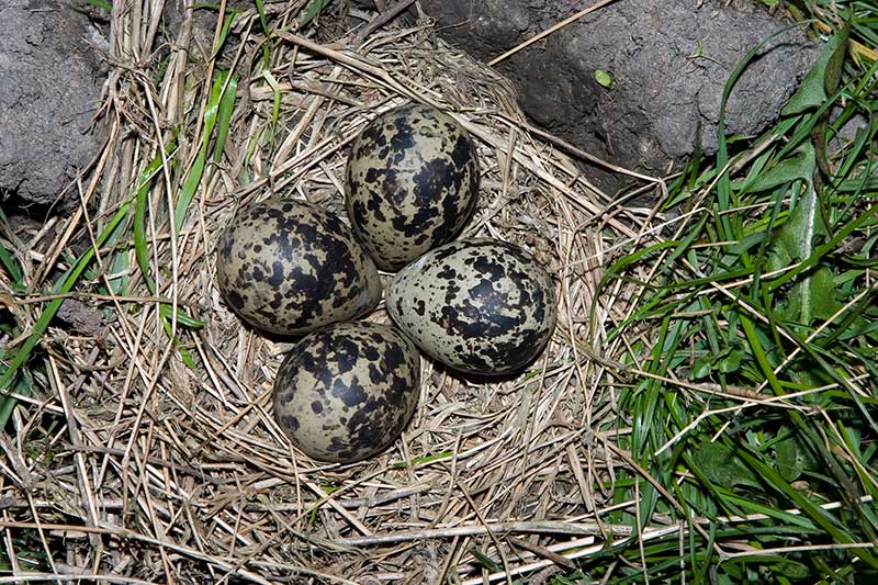 Lapwing Eggs