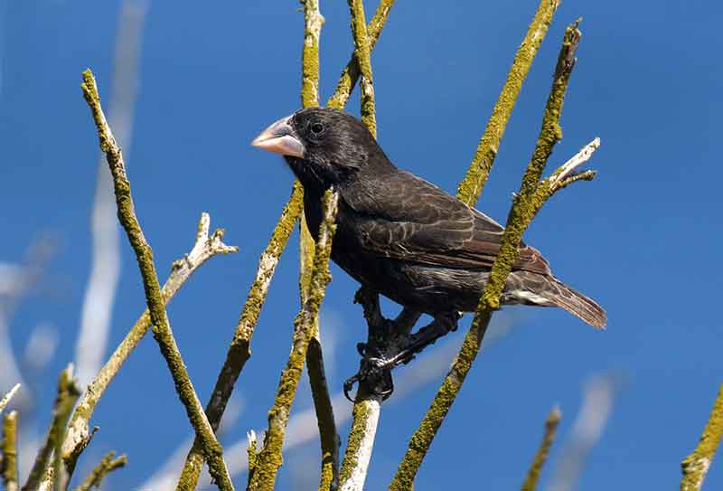 Large Cactus Finch