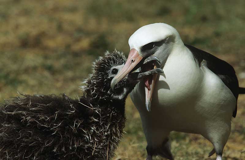 Laysan Albatross With Chick