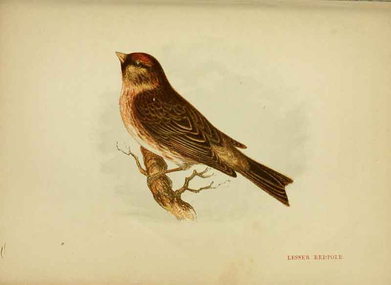 Lesser Redpoll