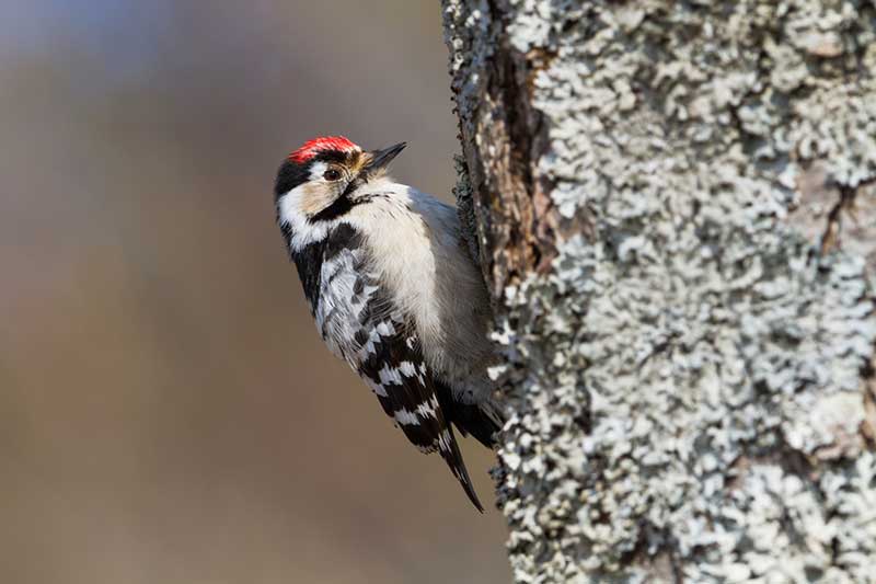 Lesser Spotted Woodpecker