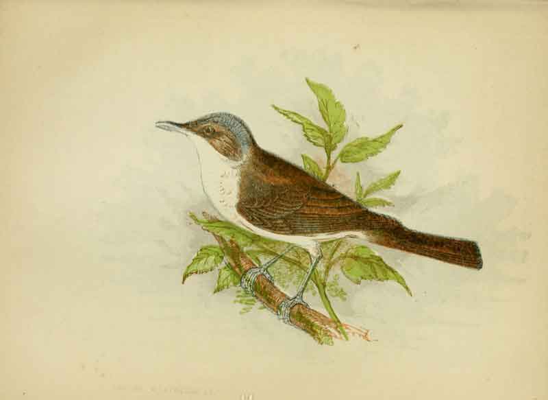 Lesser Whitethroat