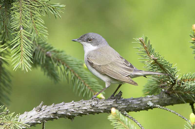 Lesser Whitethroat