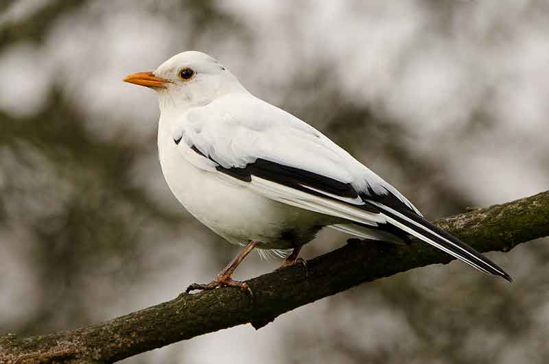 Leucistic Blackbird