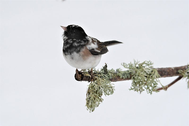Leucistic Dark-Eyed Junco