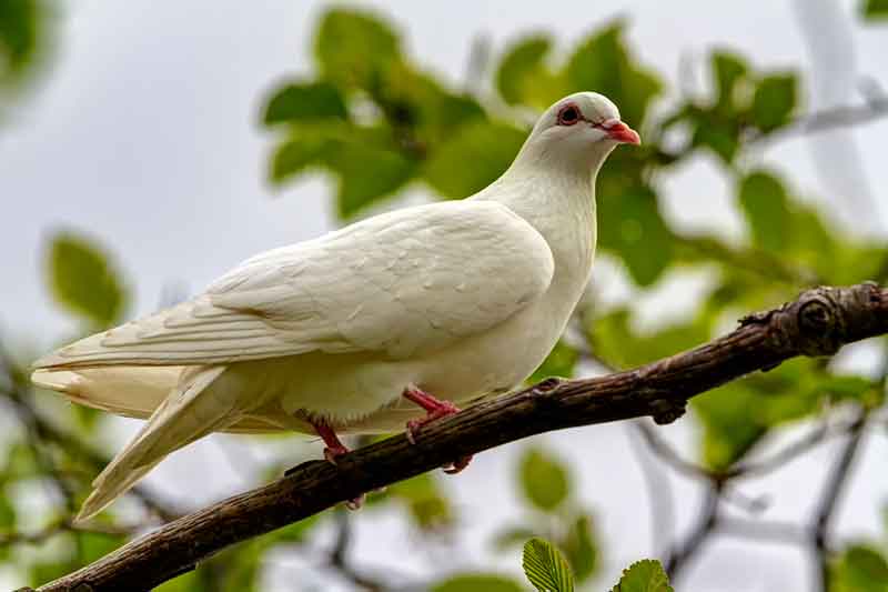 Leucistic Dove