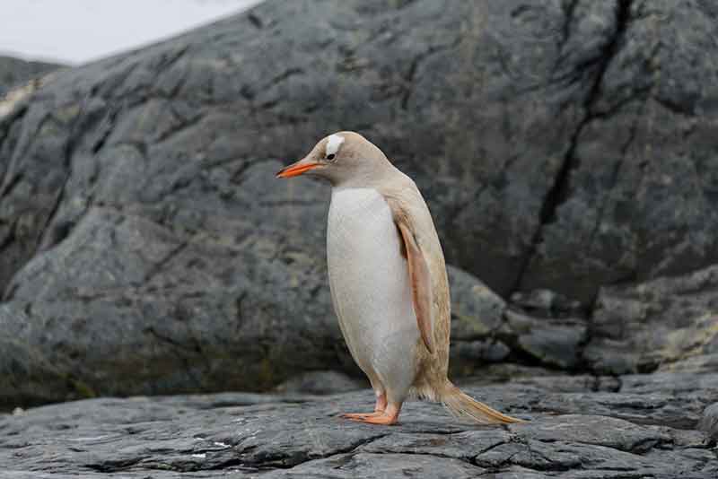 Leucistic Gentoo Penguin